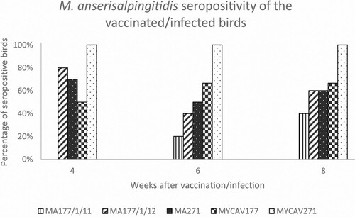 Figure 2. Percentage of seropositive birds at 4-, 6- and 8-weeks post-vaccination by the ts+ clone MA177/1/11, MA177/1/12 and MA271, and post-infection by the parent strains MYCAV177 and MYCAV271 by indirect M. anserisalpingitidis ELISA.