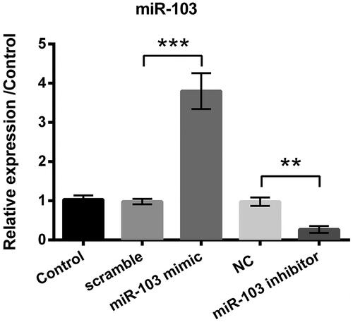 Figure 3. miR-103 expression level was altered by miR-103 mimic and miR-103 inhibitor. Outcomes showed that miR-103 overexpressed after the transfection of miR-103 mimic, and miR-103 was decreased after the transfection of miR-103 inhibitor. miR-103 microRNA-103; **p < .01, ***p < .001 compared to the corresponding group.