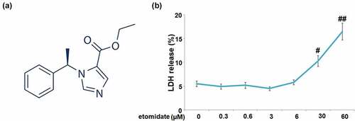 Figure 1. Cytotoxicity of etomidate in human C28/I2 chondrocytes. Cells were stimulated with etomidate at the concentrations of 0, 0.3, 0.6, 3, 6, 30, 60 μM for 24 hours. (a). Molecular structure of etomidate; (b). LDH release (#, ##P < 0.05, 0.01 vs. vehicle group).