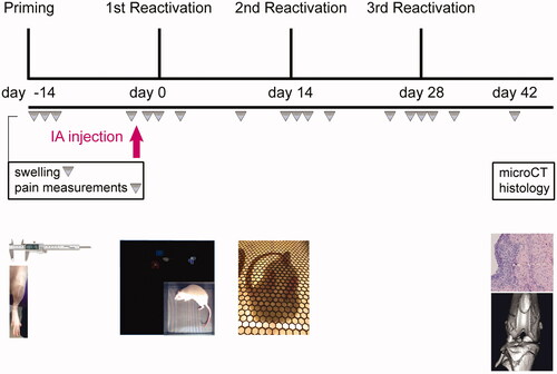 Figure 1. Schematic overview of the study design. First, local synovitis was induced by priming the experimental knee joint for PGPS by intra-articular (IA) injection of 0.17 mg/mL PGPS (day-14). The next days, local inflammation and pain were evaluated. To reactivate flare-up episodes of synovitis, PGPS was administered by IV injections of 0.28 mg/mL PGPS (day 0, 14, 28). Treatments were administered by single IA injections in the experimental joint 2.5 h before first reactivation (day 0), indicated by the pink arrow. Inflammation, lameness, and pain were measured once every 0, 1, 2, 4, and 10th day after PGPS administration. At day 42, rats were culled, scanned with micro-CT, and joints were harvested for histological analyses.