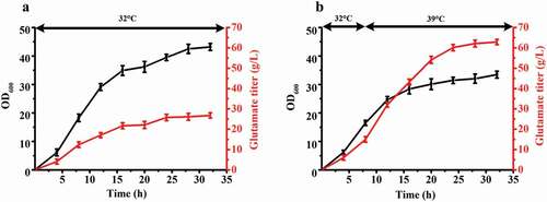 Figure 1. The fermentation results of C. glutamicum ST. (a) The growth curve and glutamate titer curve of 32°C fermentation. (b) The growth curve and glutamate titer curve of 32°C to 39°C fermentation. The fermentation temperature was beginning at 32°C, then increased the temperature to 39°C when OD600 reached 16–18. Three sets of parallel repeated experiments were carried out at two different temperatures.