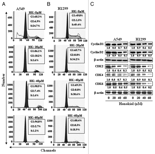 Figure 4. Effect of honokiol on cell cycle progression and apoptosis of A549 and H1299 cells. A549 (A) and H1299 (B) cells were treated with either vehicle or honokiol (0, 20, 40 and 60 µM) for 72 h. Cells were harvested, cellular DNA was stained with propidium iodide and flow cytometric analysis performed to analyze the cell cycle distribution. (C) Treatment of cells with honokiol for 72 h inhibits the levels of cyclins and CDKs associated with the G1 phase of the cell cycle in a dose-dependent manner, as analyzed by western blotting. The relative density of each band after normalization for β-actin is shown under each blot.