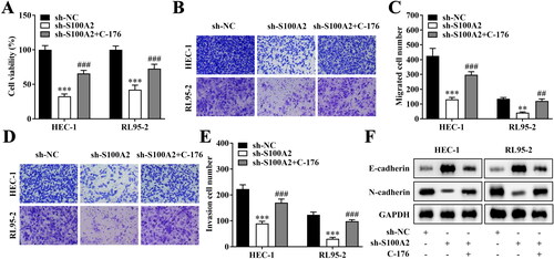 Figure 4. Inactivation of cGAS/STING pathway reversed the effects of S100A2 inhibition on endometrial cancer cells. (A) Cell viability evaluated by CCK-8 assay, n = 3, ***p < .001 (vs. sh-NC), ###p < .001 (vs. sh-S100A2). (B–E) Migrate and invasive HEC-1 and RL95-2 accessed by Transwell method, n = 3, **p < .01, ***p < .001 (vs. sh-NC), ##p < .01, ###p < .001 (vs. sh-S100A2). (F) Western Blot analysis of E-cadherin and N-cadherin protein expression in HEC-1 and RL95-2, n = 3.