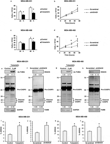 Figure 5. HDAC6 inhibition or KD decreases the viability and promotes apoptosis in MDA-MB-231 and MDA-MB-468 differentiated breast cancer cells. (a and c) Tubastatin A-treated MDA-MB-231 and MDA-MB-468 cells were stained with MTS reagent and proliferation was determined 24 h post treatment. (b and d) MDA-MB-231 and MDA-MB-468 HDAC6 KD cells were stained with trypan blue and counted to determine the number of viable cells after 24, 48 and 72 h transfection. Tubastatin A-treated or HDAC6 KD MDA-MB-231 (e and f) or MDA-MB-468 (g and h) cells were subjected to WB analysis for CASP3. Tubastatin A-treated or HDAC6 KD MDA-MB-231 (i and j) or MDA-MB-468 (k and l) cells were stained with ANXA5-7-AAD and then analyzed by flow cytometry for the detection of apoptotic cells. Statistical analysis was performed with two-tailed, Student’s t-test with 95% confidence interval; *P-values = 0.05 obtained by comparing the respective data with the untreated or scrambled control.