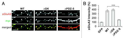 Figure 2. PDZ-5 domain of S-SCAM is required for the S-SCAM-mediated regulation of surface GluA2 levels in hippocampal neurons. (A) Representative images of surface GluA2 staining in neurons transfected with myc-S-SCAM (WT), myc-S-SCAM (ΔGK), or myc-S-SCAM (ΔPDZ-5). (B) Quantification of the effect of S-SCAM WT, ΔGK, and ΔPDZ5 mutant on surface GluA2 levels. ***p < 0.001, n = 30 per condition. Scale bar represents 5 µm.
