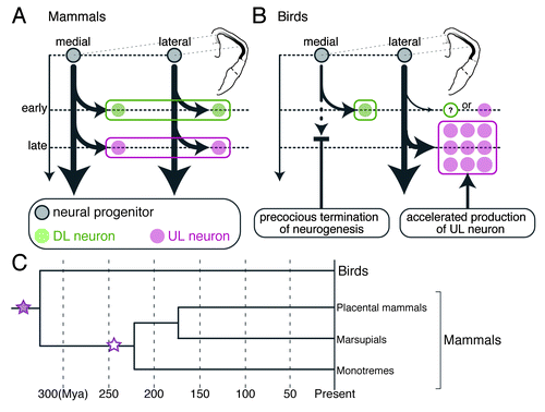 Figure 2. Animal group-specific neurogenesis in the pallium and the potential evolutionary history of pallial bioarchitecture during the evolution. (A and B) Comparison of the pallial neurogenesis between mammals and birds. The gray, green and magenta circles indicate the neural progenitor, DL and UL subtypes, respectively. The arrows indicate the neurogenetic process. (A) Spatially unbiased progression of neurogenesis constructs homogeneous layers of neuron subtypes across the mammalian neocortex. (B) The spatially biased neurogenesis constructs the mediolaterally separated subtype arrangement in the avian pallium. (C) Hypothetical evolutionary scenario of the emergence of the neocortical layer architecture. Neocortical layer-specific neuron subtypes originated from the common ancestor of the mammals and birds (purple filled star). The layered arrangement of neuron subtypes newly emerged (white star) in the mammalian lineage before the branch leading to the monotremes. Illustrations in (A and B) are reproduced with permission from reference Citation22.