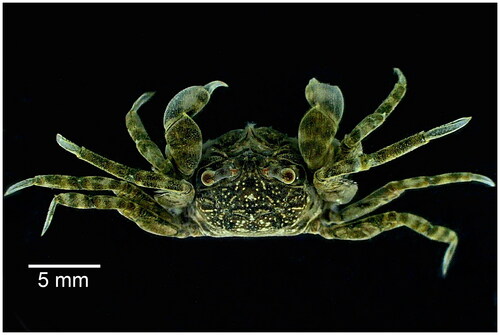 Figure 1. Specimen image of the sand bubbler crab, Scopimera longidactyla, collected from Daebu Island on the northwestern Coast of Korea. This photograph was taken by Dalyoung Kim in September 2022.