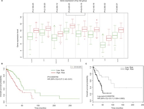 Figure 5 Prognostic gene signature of eight genes in LUAD patients of the TCGA cohort.Notes: (A) Box plots of expression differences of the eight-gene signature in low (green) and high (red) risk groups of TCGA-LUAD patients. X-axis, gene expression value of each gene; above the box plot, P-values of the expression difference between risk groups. (B) Kaplan–Meier survival plots showing that high expression of the eight-gene signature is associated with poor survival in TCGA-LUAD patients. (C) Kaplan–Meier survival plots showing that high expression of the eight-gene signature is associated with poor survival in our patients. Red, high-risk group; green, low-risk group; top right corner inset, numbers of high- and low-risk samples, numbers of censored samples marked with + and CI of each risk group; X-axis, time (months); Y-axis, overall survival probability.Abbreviations: TCGA, The Cancer Genome Atlas; LUAD, lung adenocarcinoma; HR, hazard ratio; CI, concordance index.