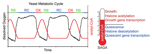 Figure 1 Metabolic regulation of gene expression as revealed through the yeast metabolic cycle (YMC). Intracellular acetyl-CoA levels increase during growth and induce the acetylation of histones to upregulate those genes specifically important for growth. Upon entry into stationary phase or quiescence, acetyl-CoA levels decrease, histones become deacetylated, and a group of genes associated with stress, starvation, and survival responses are upregulated. These genes are much less dependent on histone acetylation for their activation.