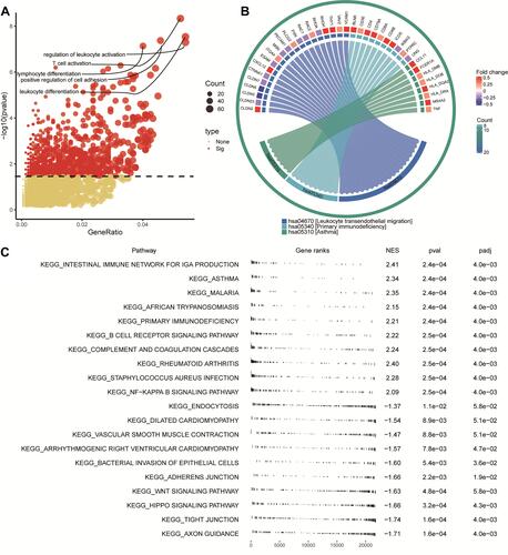 Figure 3 Potential functions of common genes in COPD. (A) Gene Ontology biological processes enriched in common genes. (B) Kyoto Encyclopedia of Genes and Genomes (KEGG) pathways enriched in common genes. (C) The fgsea results of activated or inhibited KEGG pathways in COPD. NES, normalized enrichment score; pval, P value; padj, adjusted P value.