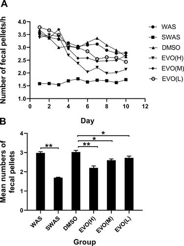 Figure 1 The fecal pellets expulsion of six groups during the session. (A) Effect of repeated WAS and EVO on rat defecation during 10 days. (B) The mean numbers of fecal expulsion of six groups for the last 7 days. *P<0.05, **P<0.01; N=10/group.