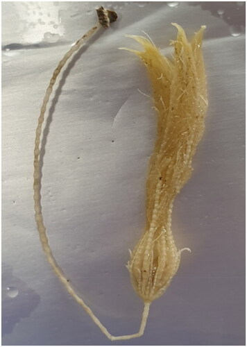 Figure 1. Species reference image of Poliometra prolixa collected from the Beaufort Sea.