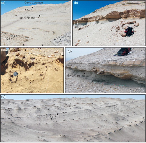 Figure 7. (a) Panoramic view of the northeastern side of Cerro Colorado showing the three marker beds in the upper allomember; (b) detail of the more resistant Inca marker bed standing out of the weathered surface and (c) frequently bioturbated by Thalassinoides burrows; (d) close-up view of the Ica-Chincha sandstone marker beds showing silicified wood logs and Gyrolithes burrows; and (e) panoramic view of the T17 marker bed.
