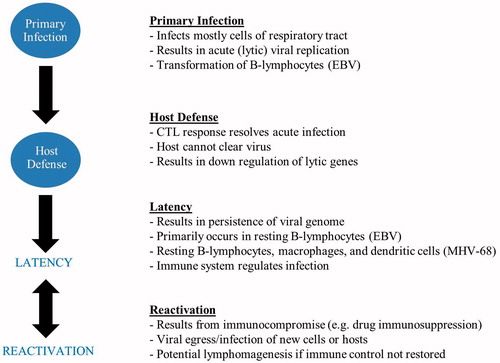 Figure 1. Overview of gammaherpesvirus pathogenesis. Primary gammaherpesvirus infection typically occurs in the respiratory tract and results in an initial lytic infection that is generally cleared within a few weeks via a robust CTL response in immune-competent individuals. The host is unable to clear all virally infected cells, and the virus down-regulates lytic genes and enters latency. Latency persists for the life of the infected host. Viral re-activation can periodically occur (shown by the bidirectional arrow) during immunosuppression that may be associated with lymphomagenesis in some patients.