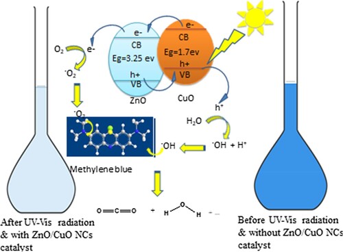 Figure 18. Schematic diagram for photodegradation mechanism of MB dye by ZC green nanocatalysts.