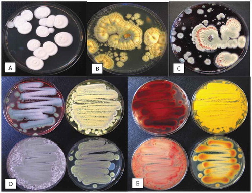 Fig. 6 Colony morphologies of the more distinct fungi that were recovered from cannabis inflorescences. All cultures were grown on PDA at 21–24°C. (a) Penicillium copticola. (b) Penicillium pancosmium. (c) Talaromyces radicus. (d, e) Cultures made using cotton swabs to streak spores across the surface of PDA plates. Cultures were grown for 7 days. (d) Top view of colony features of Talaromyces pinophilus (upper left), P. pancosmium (upper right), P. sclerotiorum (lower left), P. glabrum (lower right). (e) Bottom view of the same cultures shown in (d) with characteristic pigment production