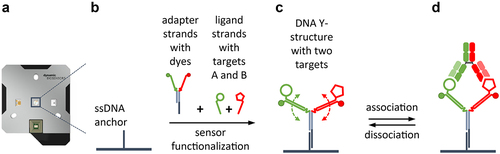 Figure 2. (a) heliX® biochip with a microfluidic channel featuring two detection spots; (b) single-stranded anchor oligodeoxynucleotides are covalently attached to the sensor’s gold surface to enable further functionalization with DNA; the DNA Y-structure consists of two universal adapter strands that are modified with green and red dyes for fluorescence detection (full circles), and two ligand strands conjugated to the respective targets (FIX = open circle, FX = open pentagon); pre-formed Y-structures are immobilized through hybridization of their base to the ‘anchor’ strand on the sensor surface (c) Biosensor surface functionalized with DNA Y-structure, featuring two flexible arms for antigen-display at variable distances.; (d) Emicizumab bound to FIX and FX targets. Changes in the fluorescence of green and red dyes, which are in proximity to the individual targets, are measured to analyze the binding of antibody arms to FIX and FX, respectively.