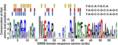Figure 4. Sequence profile of the DREB proteins 3IGM, 1GCC and 5WX9 generated using WebLogo. The DNA binding amino acids are mapped onto the profile and are marked as pentagons in orange (3IGM), red (1GCC) and blue (5WX9). The corresponding bound DNA sequence is shown to the right. Bits, conservation at that amino acid position.