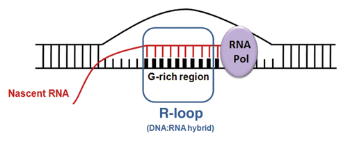 Figure 1. R-loop structure. R-loops form at sites when the RNA polymerase complex encounters G-rich sequences such as those found at transcription pause sites, CpG islands in promoter regions, repeat sequences and telomeric regions.Citation31,Citation32 Pairing of the nascent RNA remains with the ssDNA region behind the elongating RNA polymerase complex leads to R-loop (DNA/RNA hybrid) formation.