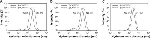 Figure 5 Hydrodynamic diameter distributions of (A) ZnOAA20(PAA) and ZnOAA20(PLL), (B) ZnOSM20(PAA) and ZnOSM20(PLL), and (C) ZnOAE100(PAA) and ZnOAE100(PLL), after 30-hour exposures to DMEM media containing FBS.Abbreviations: FBS, fetal bovine serum, DMEM, Dulbecco’s Modified Eagle’s Medium; PAA, poly(acrylic acid); PLL, poly-L-lysine hydrochloride; ZnOAA20(PAA), PAA-coated, 20 nm ZnO; ZnOAA20(PLL), PLL-coated, 20 nm ZnO; ZnOAE100(PAA), PAA-coated, <100 nm ZnO; ZnOAE100(PLL), PLL-coated, <100 nm ZnO; ZnOSM20(PAA), PAA-coated, 10–35 nm ZnO; ZnOSM20(PLL), PLL-coated, 10–35 nm ZnO.