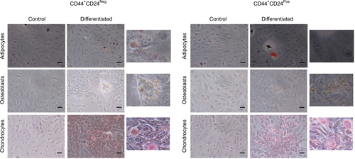 Figure S1 Early evaluations of the differentiation capacity did not reveal differences between CD44+CD24Neg and CD44+CD24Pos cells.Notes: Differentiation to adipocytes (stained with oil red-O), osteoblasts (stained for alkaline phosphatase activity), and chondrocytes (stained with Safranin O) mesenchymal cell lineages was induced by standard protocols. Differentiation was evaluated after 3 days of induction. Representative images (20×) and image enlargements from the experiment are shown.Abbreviations: Neg, negative; Pos, positive.