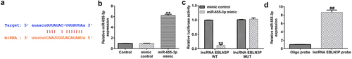 Figure 1. LncRNA EBLN3P sponges miR-655-3p.