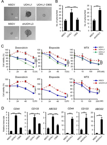 Figure 2. UCH-L1 and UCH-L3 regulate the CSC-like behaviors in RWPE1 cells. (A) The self-renewal capacity of each cell was evaluated using a sphere forming assay. An equal number of each stable cell was cultured in 96-well ultra-low attachment dishes for 14 days. The figure shows a representative image from each cell, and the scale bar corresponds to 200 μm was adjusted to all images. (B) The number of spheres with a diameter greater than 100 μm per field was counted. (C) The cell viability of each stable cell was monitored in a time-dependent manner after treating 0.5 μg/mL doxorubicin and 50 μM etoposide or in a dose-dependent manner after treating MTX for 48 h. (D) Real-time quantitative RT-PCR analysis of CD44, CD133, and ABCG2 in RWPE1 stable cells. The values shown are the mean ± SD of three independent experiments. The p-value was obtained using a Student’s t-test. *p < 0.05, **p < 0.01, ***p < 0.001.