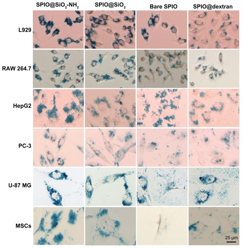 Figure 3 Prussian blue staining of iron in six mammalian cell lines. L929, RAW 264.7, HepG2, PC-3, U-87 MG, and primary cultured mouse mesenchymal stem cells were incubated with SPIO nanoparticles at iron concentration of 4.5 μg/mL for 24 hours.Notes: The morphology of these cells were not changed, and blue granules were evident at the cytoplasm around the nuclei. Scale bar = 25 μm.Abbreviations: SPIO, superparamagnetic iron oxide; SPIO@SiO2-NH2, aminosilane-coated SPIO nanoparticles; SPIO@SiO2, SiO2-coated SPIO nanoparticles; SPIO@ dextran, dextran-coated SPIO nanoparticles.