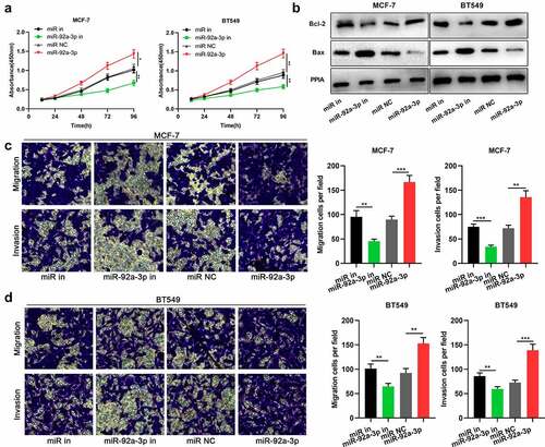 Figure 2. MiR-92a-3p promotes BC cell proliferation and metastasis (a) The proliferation of BT549 and MCF-7 cells transfected with 50 nM miR-92a-3p mimics (or 50 nM miR NC) and 50 nM miR-92a-3p inhibitors (or 50 nM miR in) was detected by CCK-8 assay. (b) Western blot was utilized for examining the expression levels of apoptosis-related proteins (Bcl-2/Bax) in BT549 and MCF-7 cells transfected with 50 nM miR-92a-3p mimics (or 50 nM miR NC) and 50 nM miR-92a-3p inhibitors (or 50 nM miR in). (c and d). Transwell assays were employed for detecting the invasion and migration of BT549 and MCF-7 cells transfected with 50 nM miR-92a-3p mimics (or 50 nM miR NC) and 50 nM miR-92a-3p inhibitors (or 50 nM miR in)