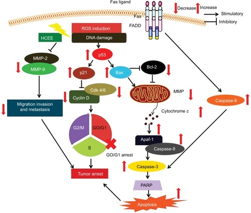 Figure 11 Schematic representation showing the effect of HCEE on HeLa cancer cells by inducing apoptosis, promoting cell cycle arrest, and inhibiting cell migration and invasion.Abbreviation: HCEE, Hedychium coronarium ethanol extract.