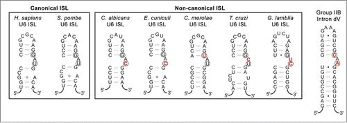 Figure 5. U6 snRNA intramolecular stem-loops (ISLs) compared to domain V of group II introns. Secondary structure predictions for canonical and non-canonical U6 ISLs from Homo sapiens,Citation50 Schizosaccharomyces pombe,Citation33 Candida albicans,Citation51 Encephalitozoon cuniculi,Citation15 Cyanidioschyzon merolae,Citation17 Trypanosoma cruzi,Citation52 and Giardia lamblia.Citation14 are compared to the P.li.LSUI2 group IIB intron from Pylaiella littoralis.Citation53 Nucleotides involved in Mg2+ binding are circled and nucleotides in the U6 ISL bulge region that differ from the eukaryotic consensus are indicated in red text.