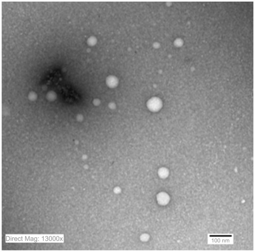 Figure 6 Transmission electron microscopy photograph of alkalinized self-nanoemulsifying system with 1000-folds dilution in distilled water (× 13,000).