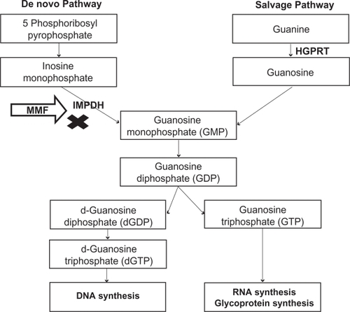 Figure 2 Mechanism of action – Inhibition of de novo pathway of purine synthesis by mycophenolate mofetil.
