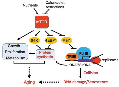 Figure 1. Inhibition of TORC1 extends lifespan via activation of Maf1 and subsequent inhibition of Pol III. TORC1 phosphorylates and thus inactivates Maf1, leading to an elevated level of Pol III-directed transcription to promote tRNA and 5S rRNA synthesis. High levels of transcription lead to frequent collisions between the transcription machinery and the replisome, resulting in DNA damage and accelerated aging. mTOR also activates a variety of growth-promoting pathways, leading to aging. Calorie or dietary restrictions inhibit mTOR, minimizing aging processes via activation of Maf1 and subsequent inhibition of Pol III