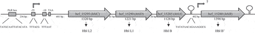 Figure 1. The hbl operon of B. cereus strain F837/76. The operon consists of the genes hblC, D, A and B, encoding the proteins Hbl L2, L1, B and B,’ respectively [Citation28,Citation32]. hblC and D are separated by 61, hblD and A by 36 bp. Between hblA and B is a space of 402 bp. Upstream and downstream of hblB, a stem loop has been detected [Citation9]. The promoter of the hblCDA operon is shown, including the transcription start TAA [Citation33]. 236 bp upstream of the promoter, a binding box of the global regulator protein PlcR has been identified [Citation34]. The figure was adapted from Dietrich et al [Citation24].