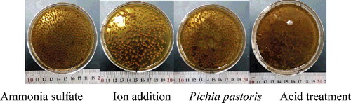 Figure 6. Aspergillus niger pellets after the four treatments.