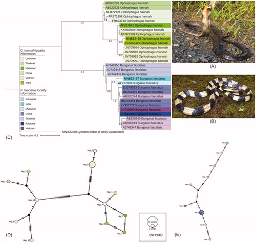Figure 1. (A) Live photograph of O. hannah, (B) Live photograph of B. fasciatus, (C) Bayesian phylogeny based on partial mtCytb gene inferred monophyletic clustering of both Elapidae species. (D) TCS network of O. hannah and (E) TCS network of B. fasciatus reveled distinct haplotype of both species collected from Mizoram state in northeast India. Haplotypes are shown in different color circles as represent by collection localities marked in the phylogeny.