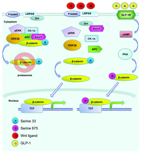 Figure 2. An illustration of the Wnt signaling pathway. Without Wnt ligand stimulation, β-cat is trapped within the “destruction complex,” phosphorylated by the protein kinase GSK-3 and CK-1α at Ser33 and adjacent Ser positions, and subsequently degraded by proteasome (left). Following Wnt ligand stimulation and Dishvelled (Dvl) activation, β-cat escapes the trapping, enters the nucleus and forms the bipartite transcription factor cat/TCF, which leads to the stimulation of Wnt target gene expression (middle). GLP-1 was shown to activate cAMP-dependent protein kinase A (PKA), and stimulate β-cat Ser675 phosphorylation, which is positively associated with its nuclear translocation and Wnt target gene expression (right).