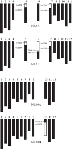 Figure 5. Graphical genotypes of the near-isogenic lines NIL6A, NIL6B, NIL10A, and NIL10B. □ Homozygous for Takanari segment; ■ homozygous for Momiroman segment. Chromosome numbers are indicated above each linkage map.