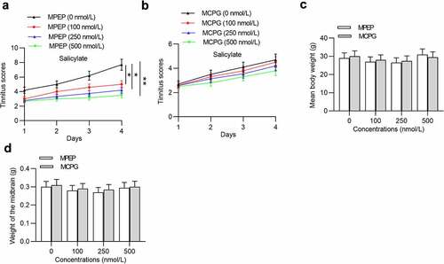 Figure 3. Effects of MPEP and MCPG on the tinnitus scores, weight of body and midbrain of mice in the salicylate group. (a) Daily tinnitus scores of mice injected with salicylate combined with different concentrations of MPEP (0, 100, 250, 500 nmol/L). (b) Daily tinnitus scores of mice injected with salicylate combined with different concentrations of MCPG (0, 100, 250, 500 nmol/L). (c) Body weight of mice injected with salicylate combined with different concentrations of MPEP (0, 100, 250, 500 nmol/L) was evaluated on the 4th day after injections. (d) Body weight of mice injected with salicylate combined with different concentrations of MCPG (0, 100, 250, 500 nmol/L) was evaluated on the 4th day after injections. *p < 0.05, **p < 0.01