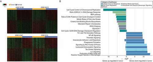Figure 1. Dysregulated genes and their associated altered pathways in lung adenocarcinoma. (A) Heatmaps for dysregulated genes across four datasets. There are distinct gene expression patterns between tumor and normal tissue samples. (B) Pathway enrichment by dysregulated genes across four datasets. P-values of Fisher’s exact test for pathway enrichments were calculated by Ingenuity Pathway Analysis (IPA).