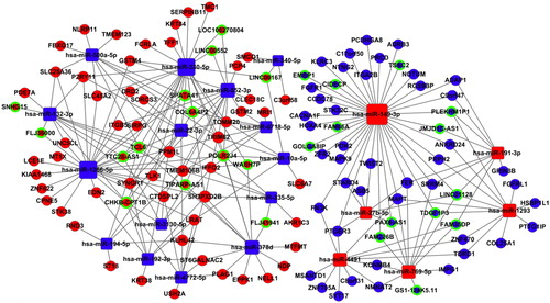 Figure 7. The ceRNA networks in LUSC. Blue squares represent the down-regulated miRNAs; blue balls represent the down-regulated mRNAs; blue balls surrounded by green rings represent the down-regulated lncRNAs. Red diamonds represent the up-regulated miRNAs; red balls represent the up-regulated mRNAs; red balls surrounded by green rings represent the up-regulated lncRNAs.