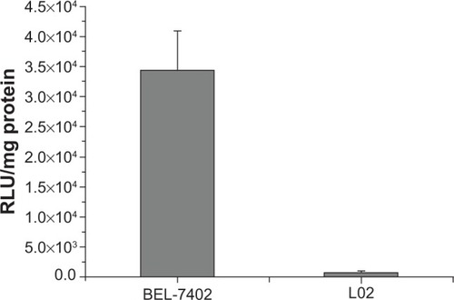 Figure 12 Expression of the reporter gene in L02 and BEL-7402 delivered by TAT-LHRH-chitosan/DNA complexes.Abbreviations: TAT-LHRH, transactivator of transcription – luteinizing hormone-releasing hormone; RLU, relative light units.