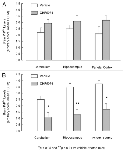 Figure 6 Mean quantification scores of PrPSc deposition in cerebellum, hippocampus and parietal cortex of intracerebrally- (A) and intraperitoneally- (B) infected mice treated with vehicle or CHF5074. Columns indicate mean severity score of PrPSc staining by immunohistochemistry (ICSM 35 monoclonal antibodies). Error bars represent the standard error of the means.