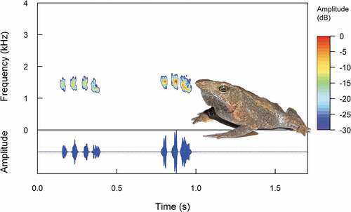 Figure 1. Oscillogram and spectrogram of the call of a male individual (DHMECN 15830; SVL 34 mm) of Rhinella festae, recorded in the locality Rio Abanico, Morona Santiago province, Ecuador.