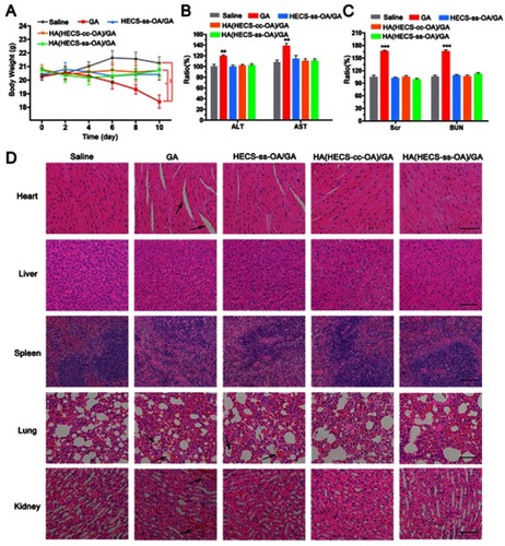 Figure 8 (A) The weight of mice during the treatment period. Data are represented as the mean ± SD (n = 5). **P < 0.01; *P < 0.05. The changes of serum ALT, AST (B), Scr and BUN (C) levels from A549 tumor-bearing mice after administration of different formulations. Data are represented as the mean ± SD (n = 3). (**p < 0.01 vs Saline). (D) Images of H&E-stained heart, liver, spleen, lung and kidney tissues from A549 tumor-bearing mice after intravenous injection of different formulations. Scar bar is 100 μm. The black arrows indicated the severe organ damages.Abbreviations: HA, hyaluronic acid; HECS, hydroxyethyl chitosan; OA, octylamine; GA, gambogic acid; ALT, alanine transaminase; AST, aspartate transaminase; Scr, serum creatinine; BUN, blood urea nitrogen.