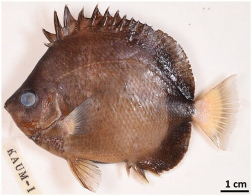 Figure 1. Japanese butterflyfish (Chaetodon nippon) (Photo by Yu-Jin Lee). The body of this species is creamy-brown with a dark brown rim and a spiny dorsal fin.