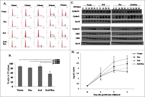 Figure 3. Co-overexpression of Ecd and Ras in 76N.TERT cells impairs G1 cell cycle arrest and promotes rapid and enhanced cell cycle progression. Cells were growth factor deprived for 72 hours in DFCI-3, followed by release into cell cycle in complete medium (DFCI-1). (A) The cell cycle profiles at the indicated time points were analyzed after propidium iodide staining using FACS. (B) Percentage of cells in G1 phase at ‘0’ hour timepoint (prior to switch to DFCI-1). Mean +/− SD with p-values as shown for 4 experimental replicates (N = 4). (C) Cell lysates at the indicated time points of growth factor stimulation were analyzed by blotting for the indicated proteins. (D) Cells subjected to growth factor deprivation in DFCI-3 medium were counted at the indicated time points.