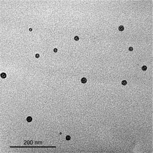 Figure 3 TEM image of naringin–PF68 micelles.Abbreviations: PF68, pluronic F68; TEM, transmission electron microscope.