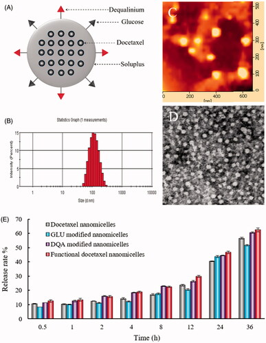 Figure 1. Characterization of functional docetaxel nanomicelles. (A) Structural representation of functional docetaxel nanomicelles; (B) size distribution; (C) atomic force microscope image; (D) transmission electron microscope image; (E) release rates of docetaxel from nanomicelles. Data are presented as mean ± standard deviation (SD) (n = 3).